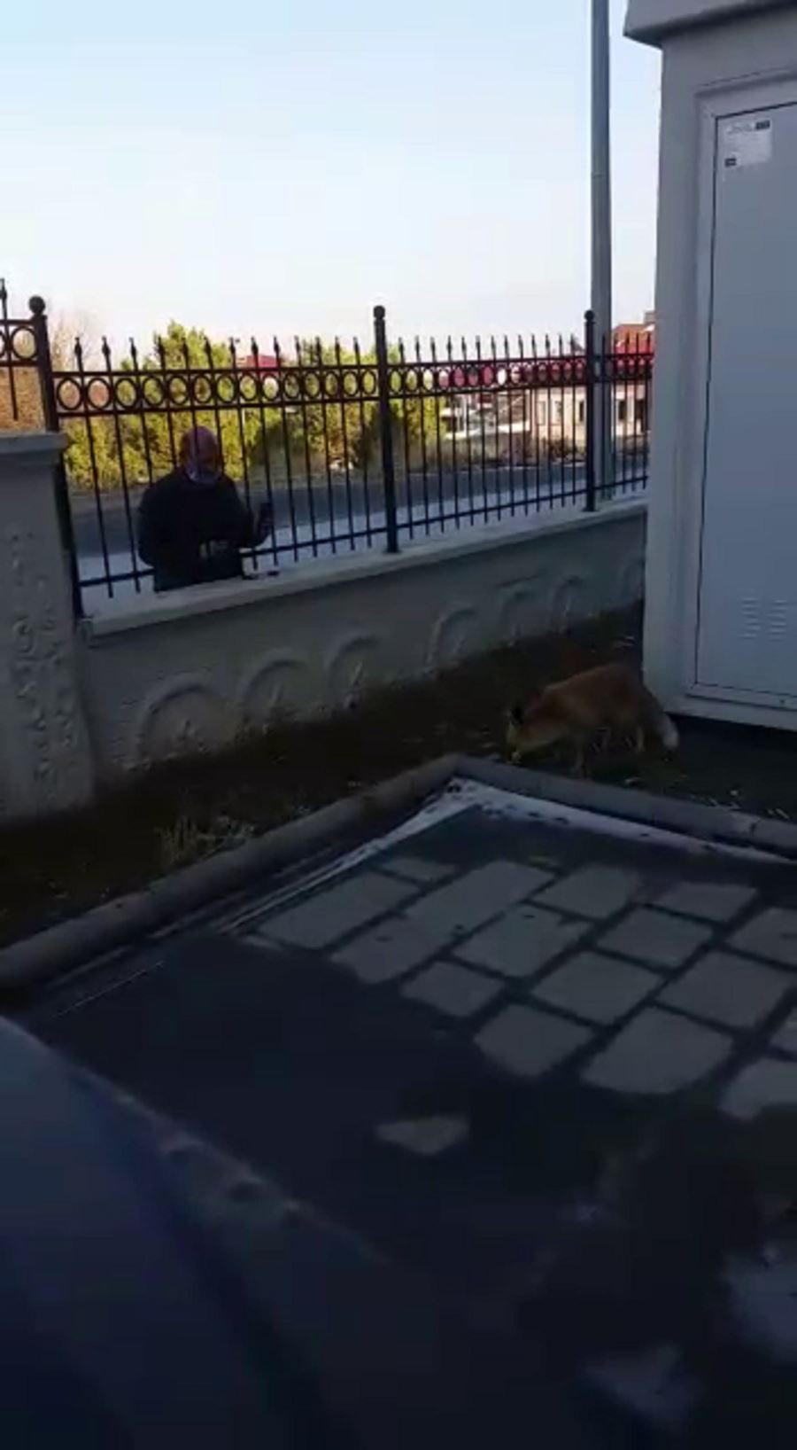 Okul bahçesine indi, müdür elleriyle besledi