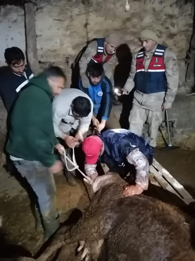 Jandarma ekipleri ineğe doğum yaptırdı