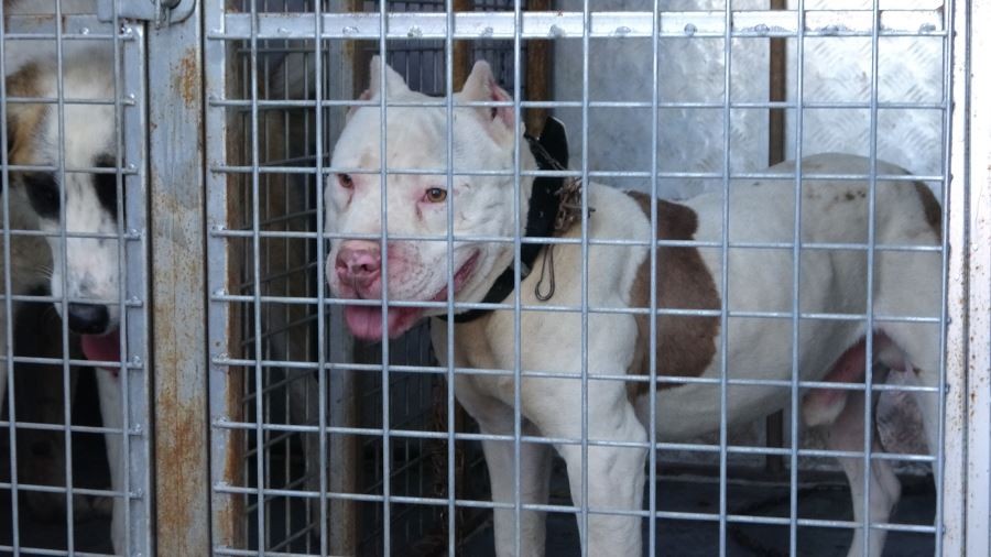 Sokağa çıkabilmek için yanlış köpeği seçti, 10 bin lira cezadan kaçamadı