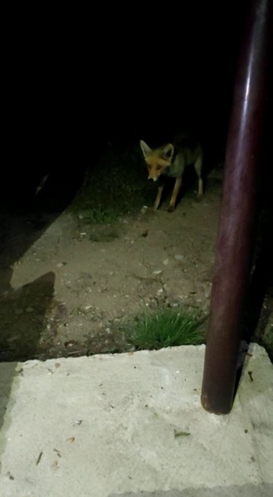 Çiftçilerin yanına geldi, karnını doyurmadan gitmedi