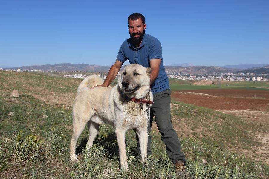 Kangal köpeği yetiştiricisi: