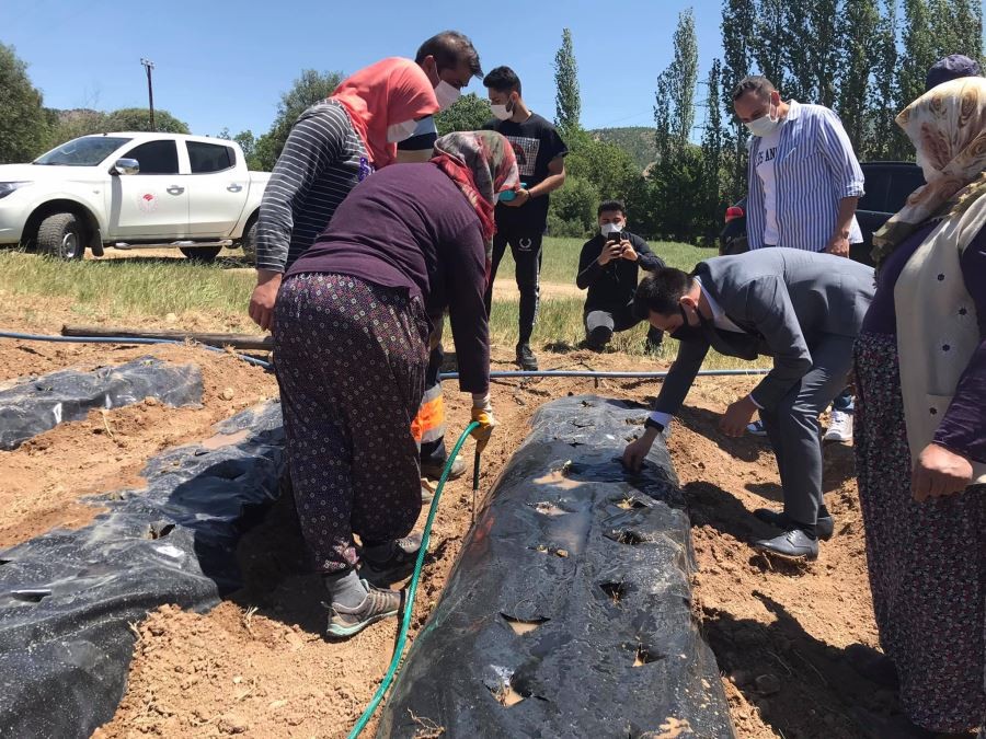 Koyulhisar’da tarımsal çeşitlilik artıyor