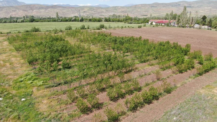  Soğuğa meydan okuyan kiraz, Sivas’ta üreticiye umut oldu
