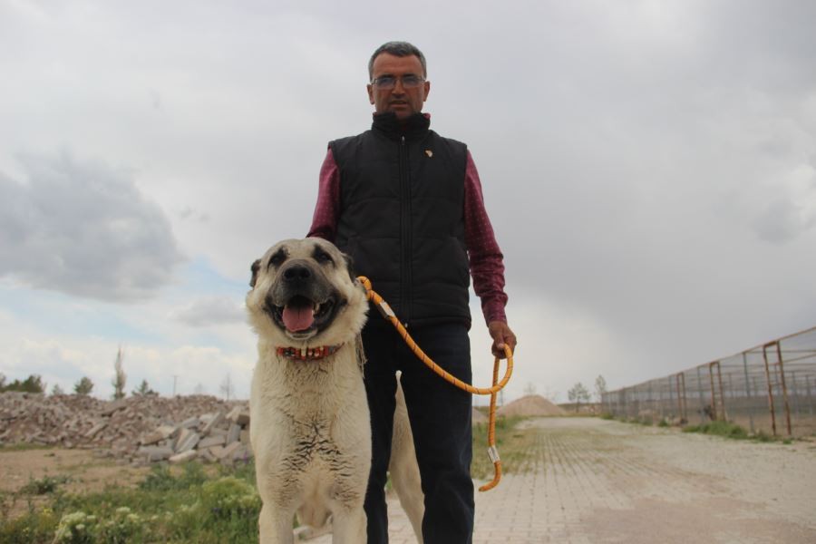 ‘Anadolu Aslanı’ bu çiftlikte korunacak