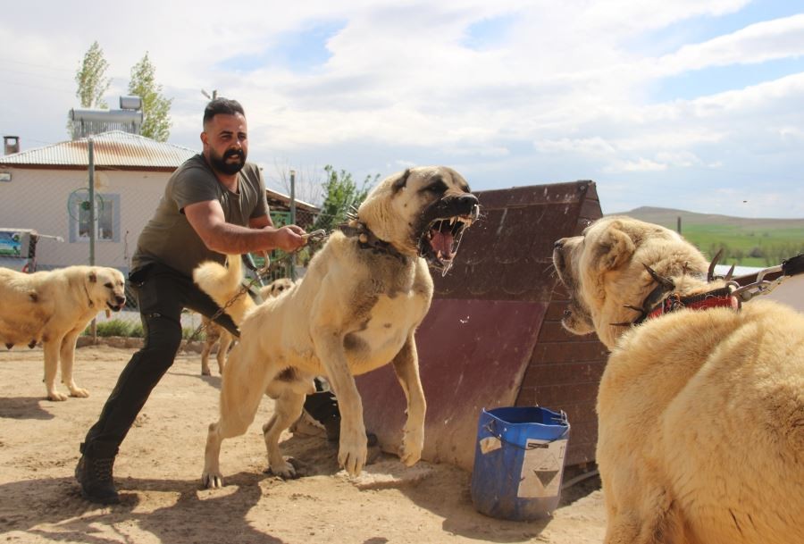 Dünyaca ünlü Kangal köpekleri o ildeki cezaevlerini koruyacak