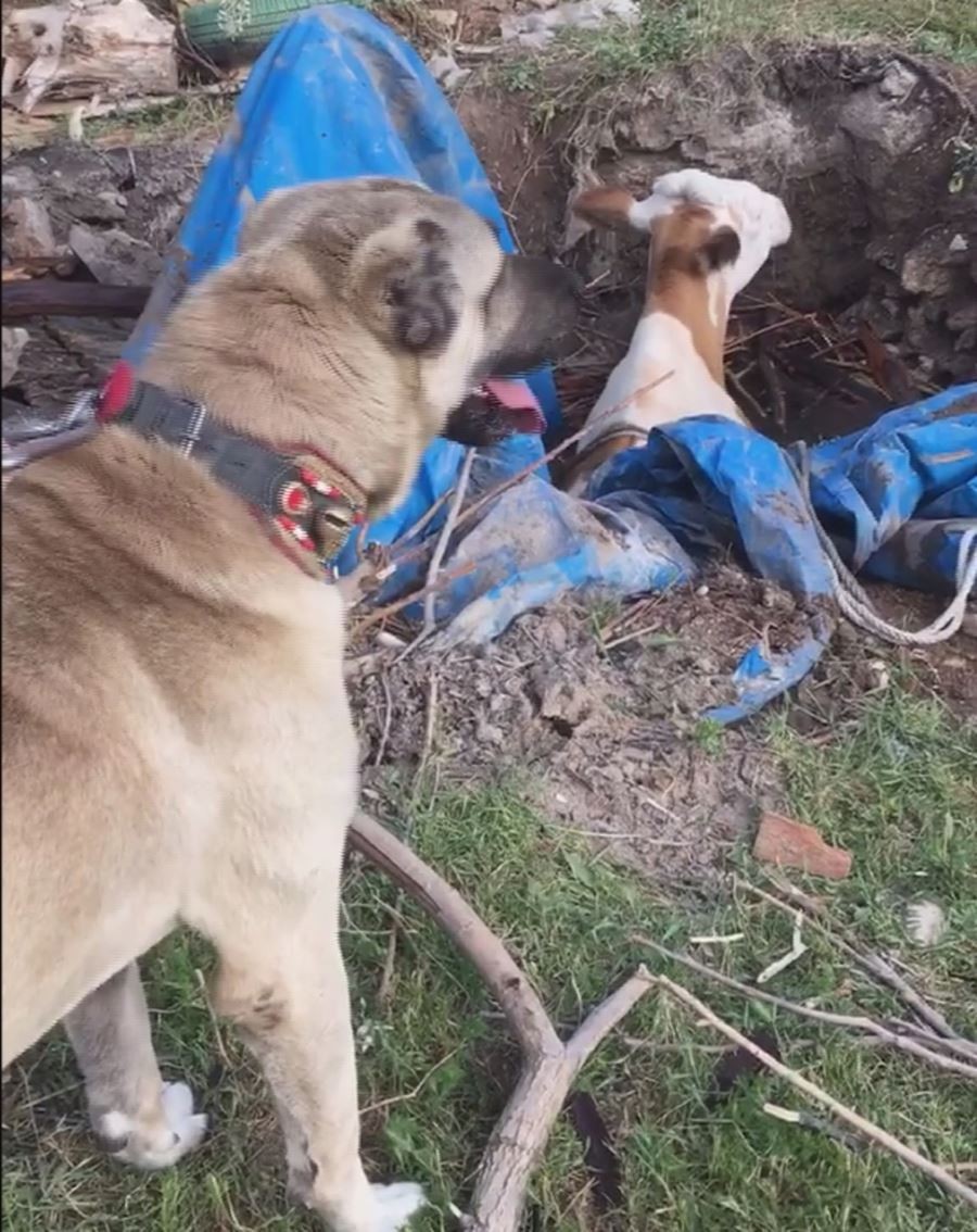 Kuyuya düşen ineği fark eden Kangal köpeği saatlerce başından ayrılmadı