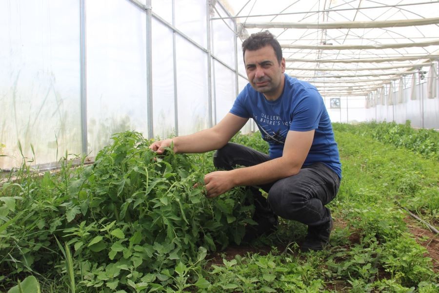 Bu sera hem öğretiyor, hem de ata tohumu çoğaltıyor
