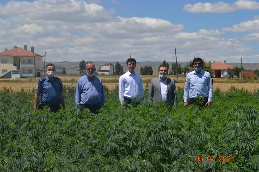 Altınyayla’da kenevir üretiliyor