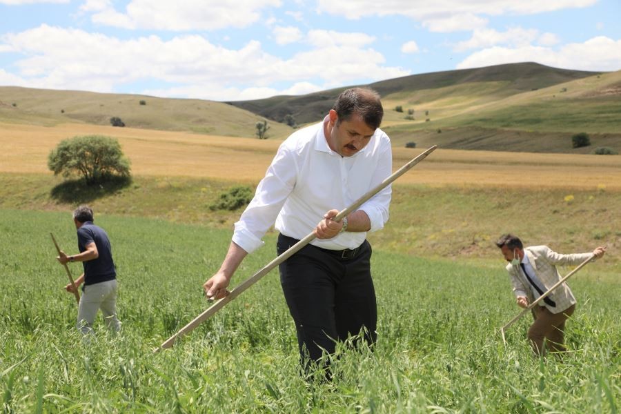   Vali kolları sıvadı, tarlaya girip tırpanla yem bitkisi hasat etti