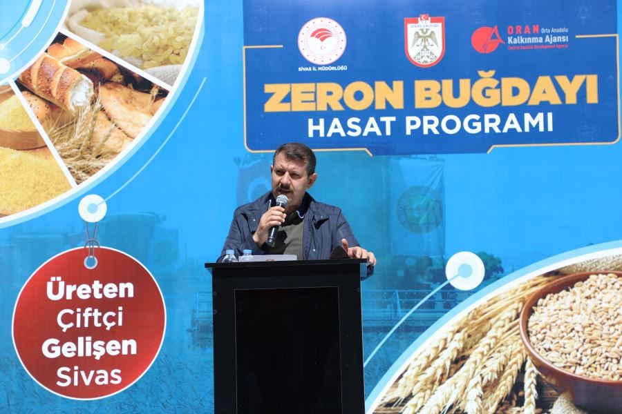 Zeron buğdayının hasadı başladı
