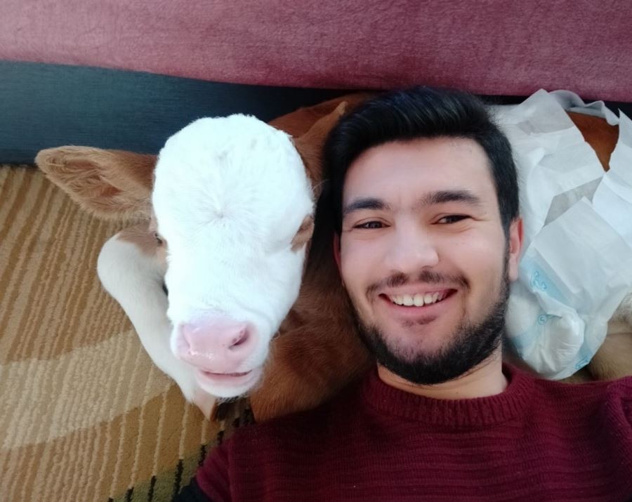  Erken doğan buzağıya anne şefkati, ayağında sallayıp ninni söyleyerek uyutuyor