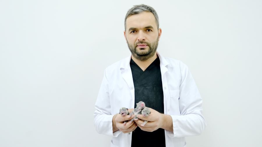 Köpek sezaryenle doğum yaptı