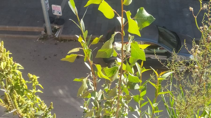 Olukta filizlenen ağaçlar şaşkınlığa neden oldu