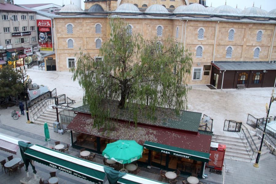 Kafenin ortasından yükselen ağaç dikkat çekiyor