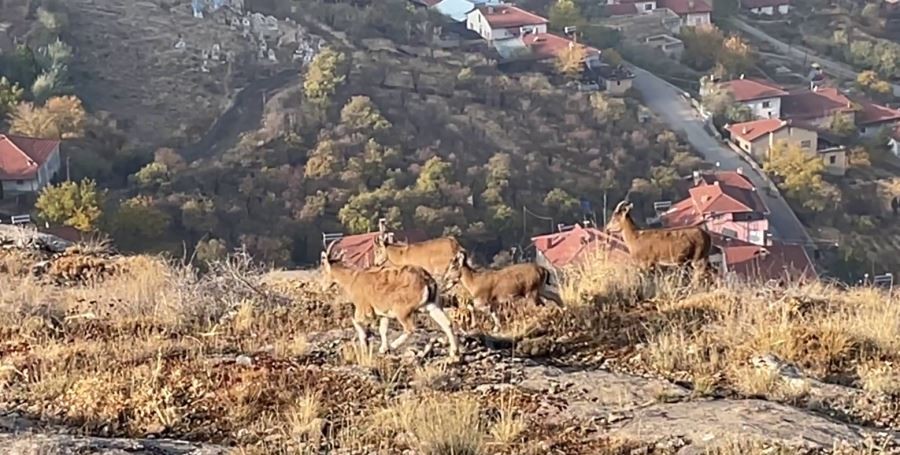 Divriği’de dağ keçisi sürüsü görüntülendi