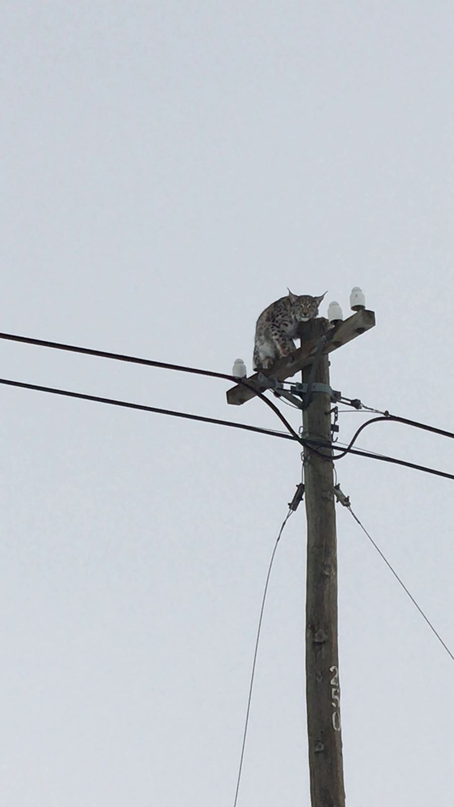 Telefon direğine tırmanan vaşağı “gel pisi pisi” diye çağırdı