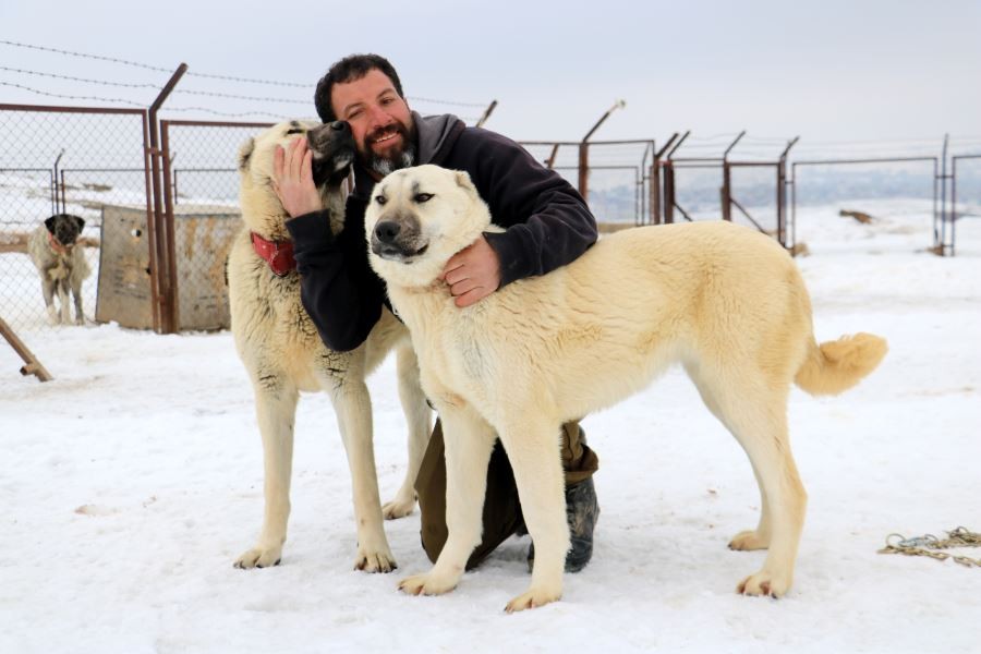 Kangallar saldırmaz korur