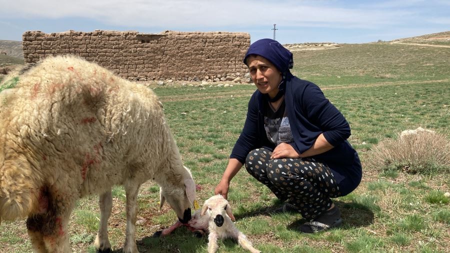 Meraya giden koyun doğurdu, ortaya renkli görüntüler çıktı