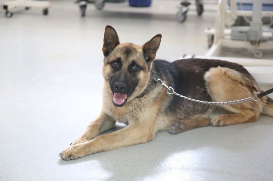 Bingöl’den getirilen K9 cinsi köpek Sivas