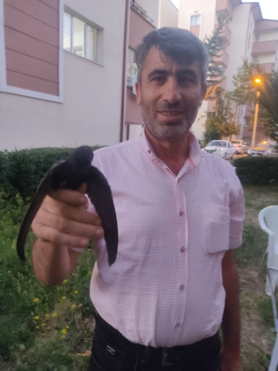 İlk başta kırlangıç sandı, araştırıp öğrenince yoğun duygular yaşadı