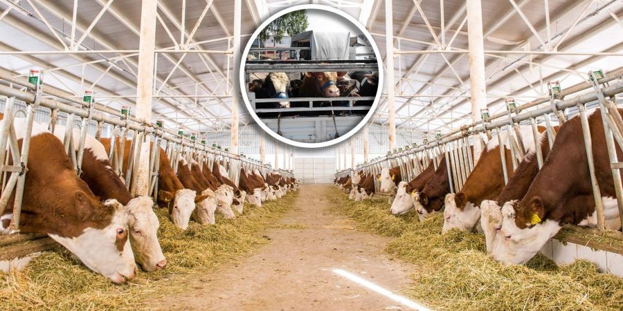Tarım Müdürlüğünden kurban uyarısı 