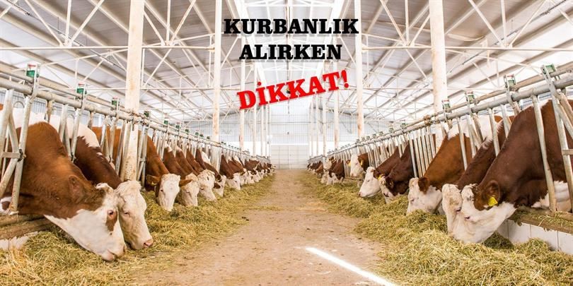 Tarım Müdürlüğünden “kurbanlık” uyarısı 