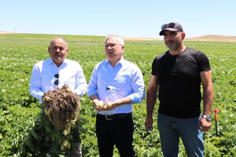 445 bin ton rekolte bekleniyor