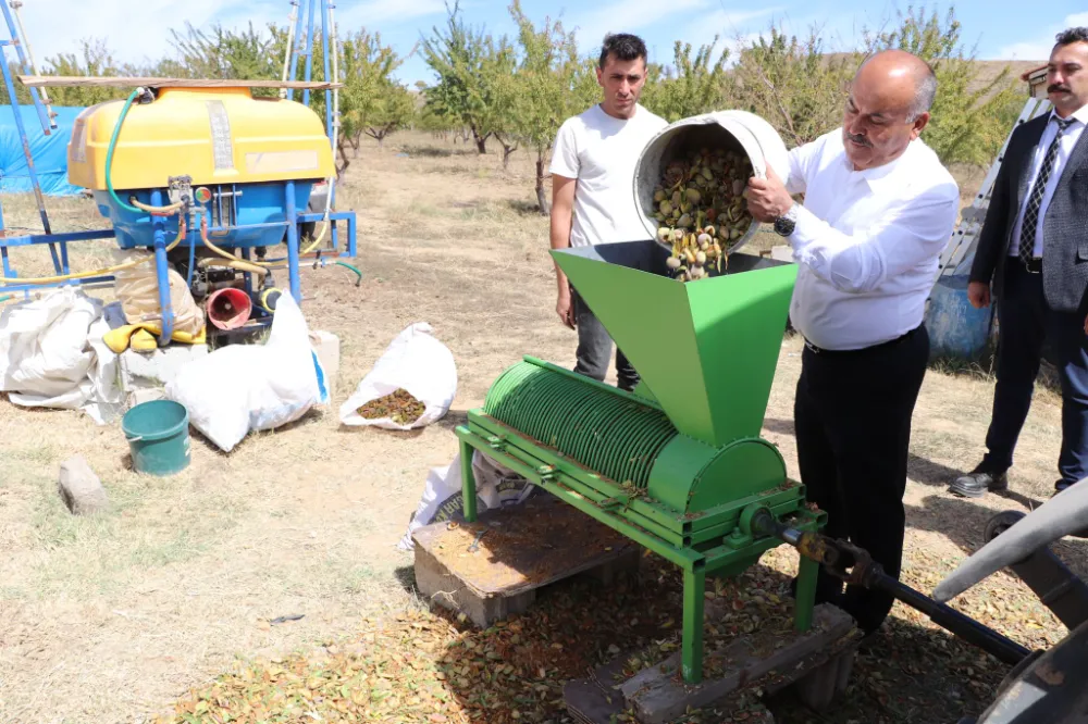 Yıldız Müdür badem hasat etti
