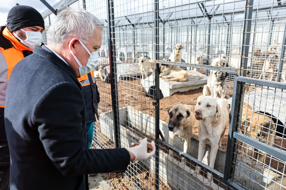 Sivas’ta Sokak Hayvanlarına Özverili Bakım