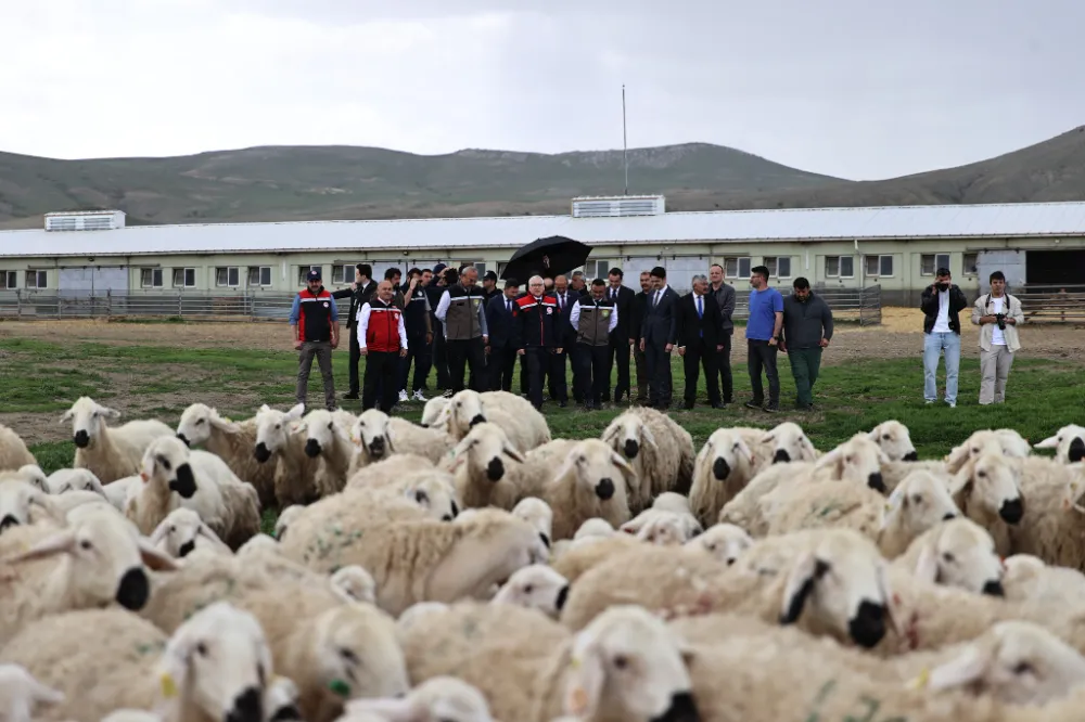 Baharın müjdecisi kuzular anneleriyle buluştu 