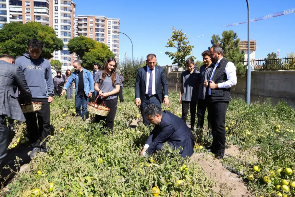 Ata Tohumlarıyla Toprakla Buluştular: Öğrencilerden Domates Hasadı